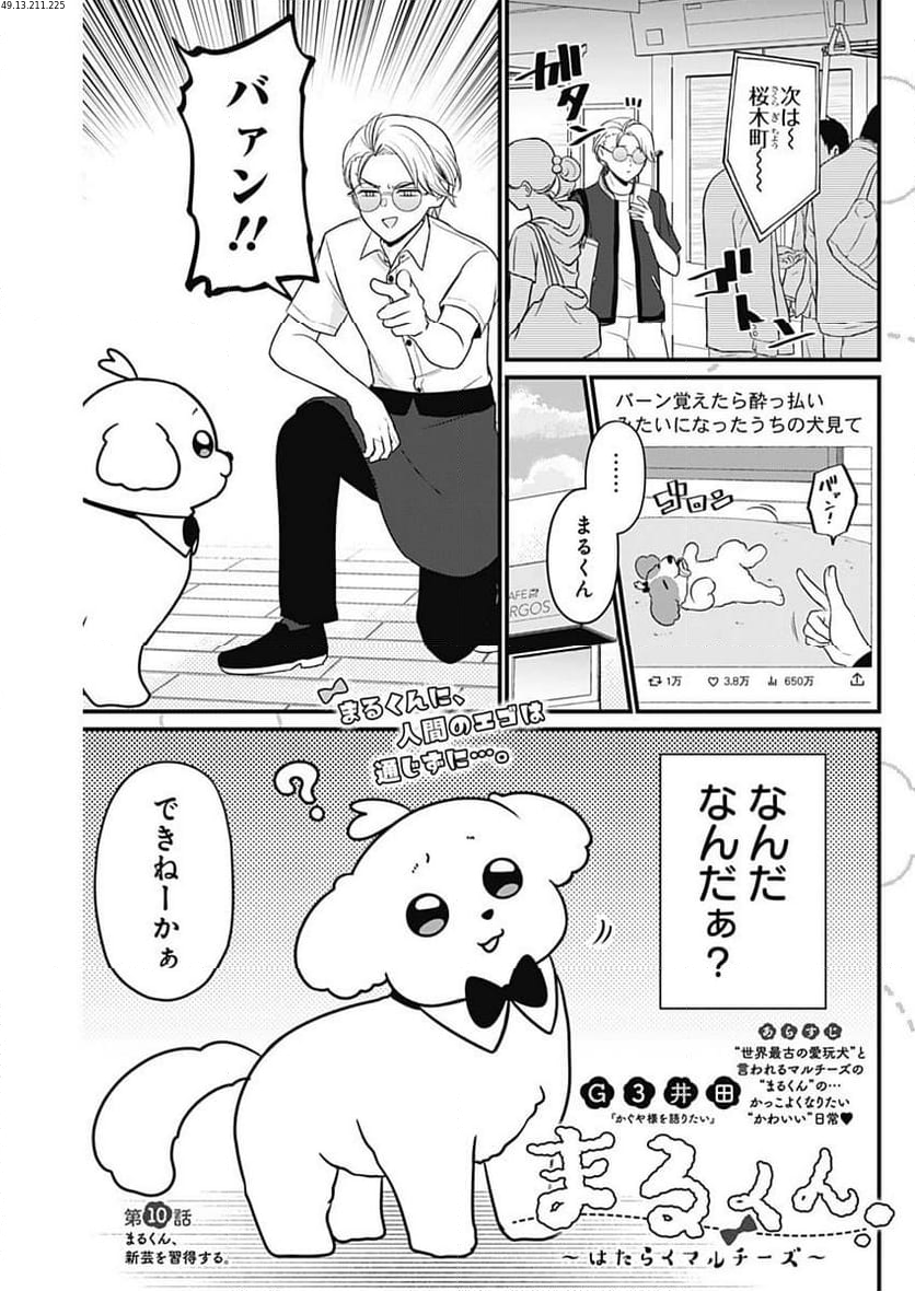 まるくん～はたらくマルチーズ～ - 第10話 - Page 1